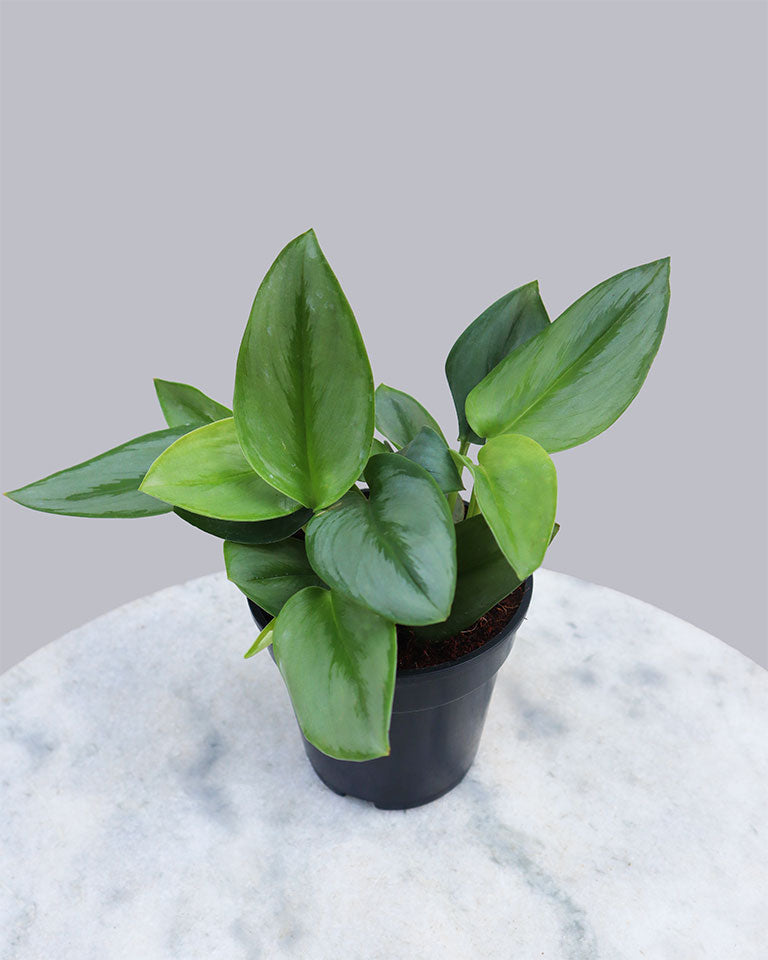 Scindapsus Treubii Moonlight Plant {Silver Pothos}