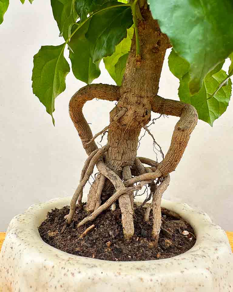 Radermachira plant bonsai online