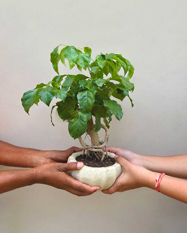 Rdermachera Bonsai with ceramic pot, Unlimited Greens