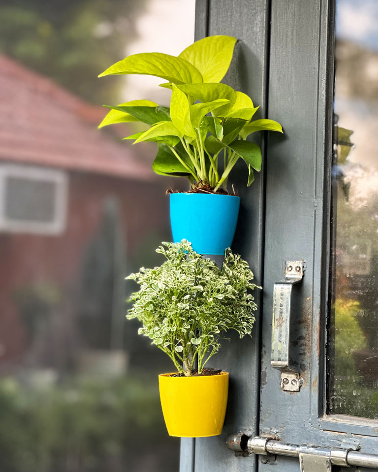 Buy Indoor Magnetic Planters, Unlimited Greens