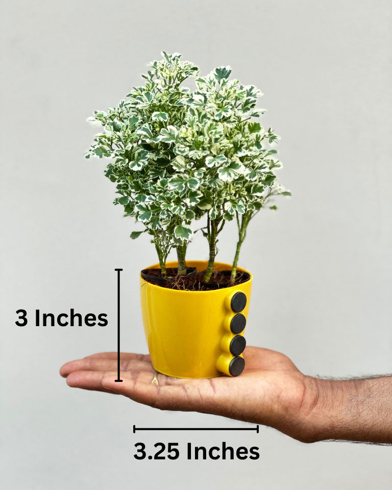 Magnetic Planters, Unlimited Greens