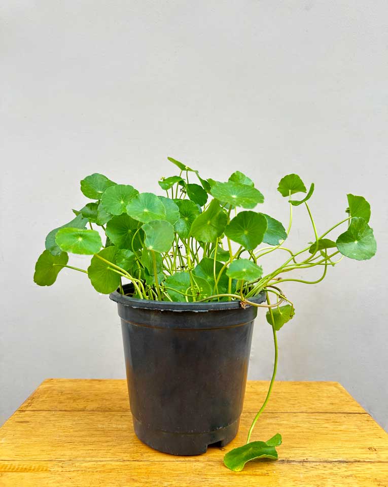 Marsh Pennywort Plant