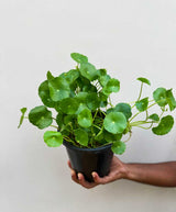 Marsh Pennywort Plant