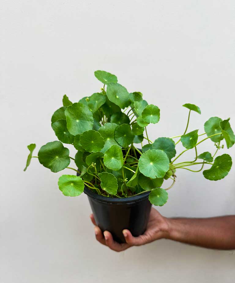 Marsh Pennywort Plant