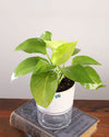  Money Plant online