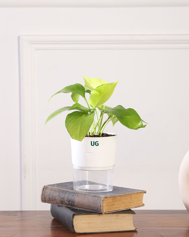  Money Plant online