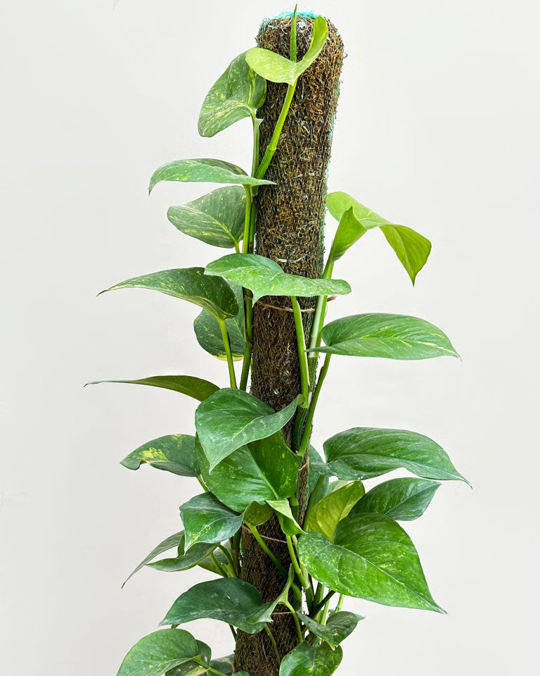 Green Money Plant with Moss Stick