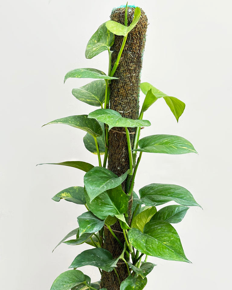 money plant moss Green Money Plant with Moss Stick – unlimitedgreens
