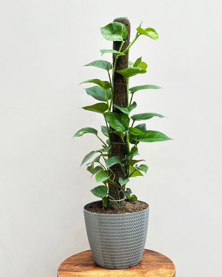 Green Money Plant with Moss Stick