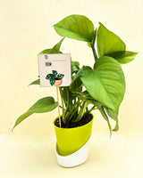 Gift For Mother's