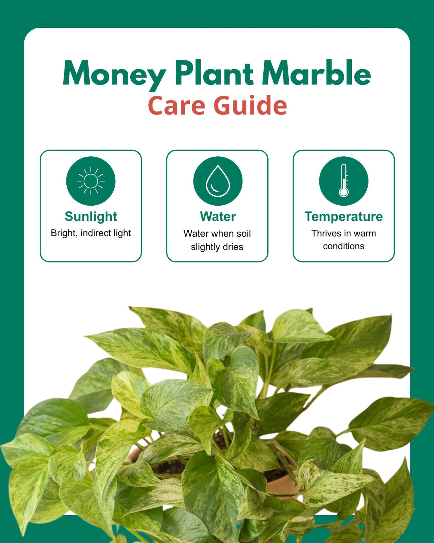 Money Plant Marble Queen in Hanging Basket