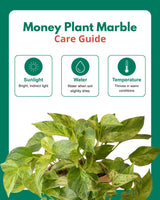 Money Plant Marble Queen in Hanging Basket