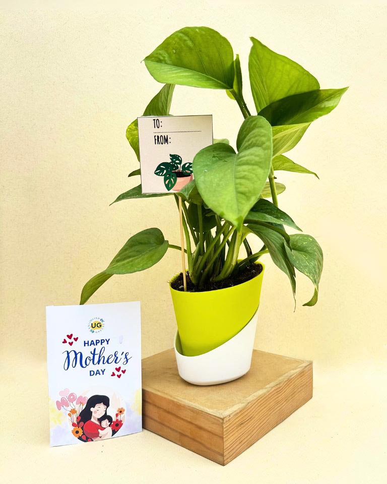 Mother's Day Gift