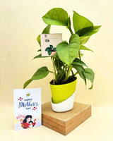 Mother's Day Gift