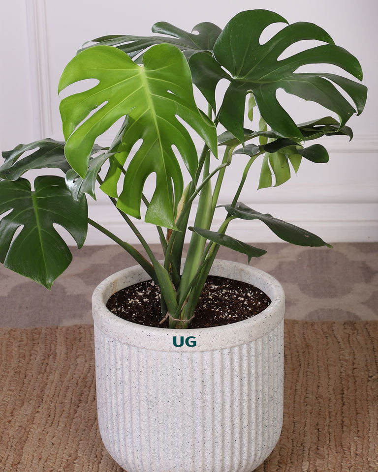 monstera plant online india Buy a Monstera Plant In Tokyo Planter | PAN India Delivery