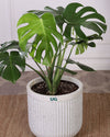 Buy Indoor Plant online