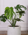 Buy Plants online In delhi NCR