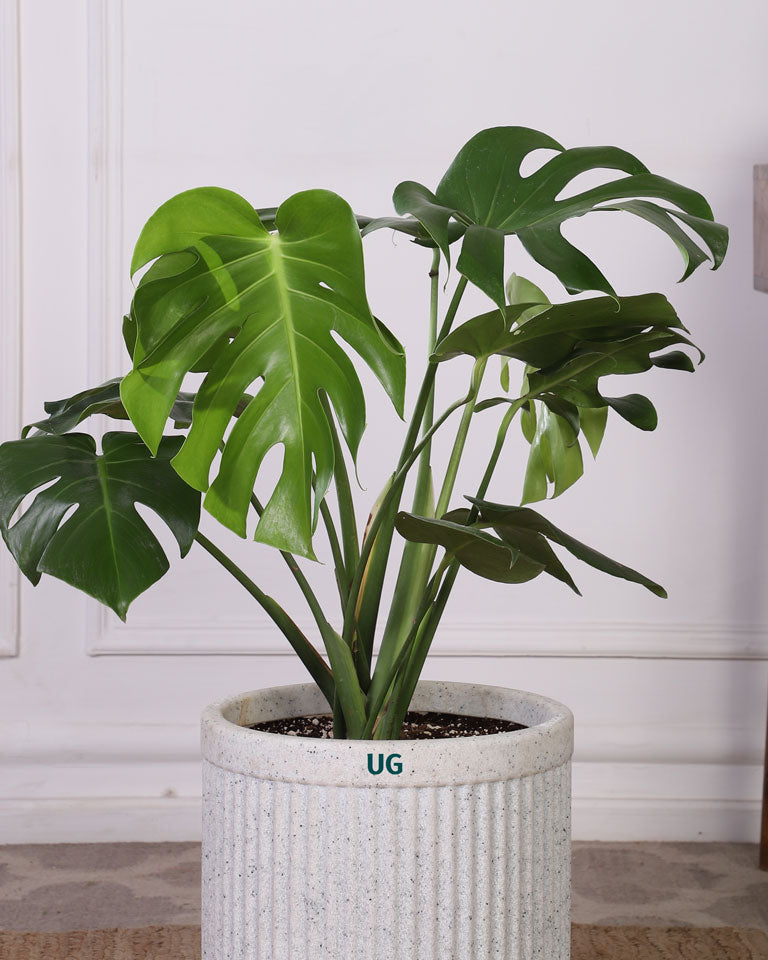 Buy Plants online In delhi NCR