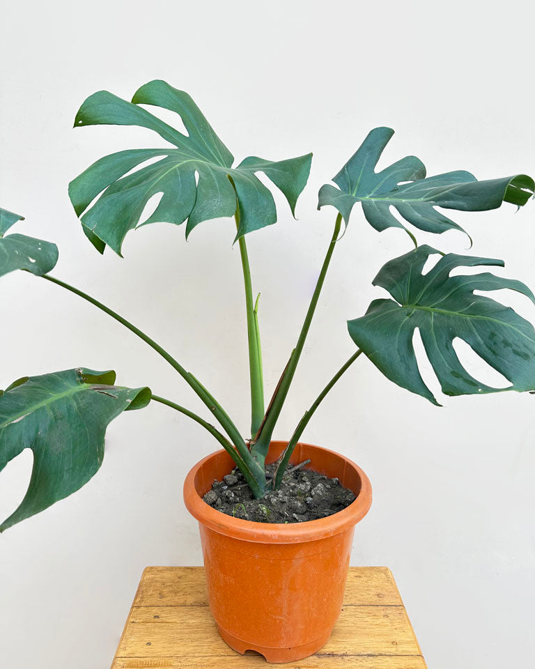 Online plant nursery in Delhi