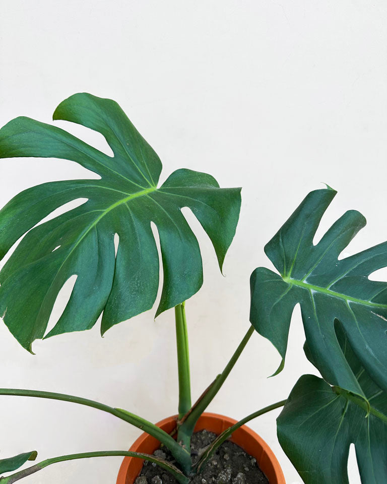 Buy Monstera Plant Online