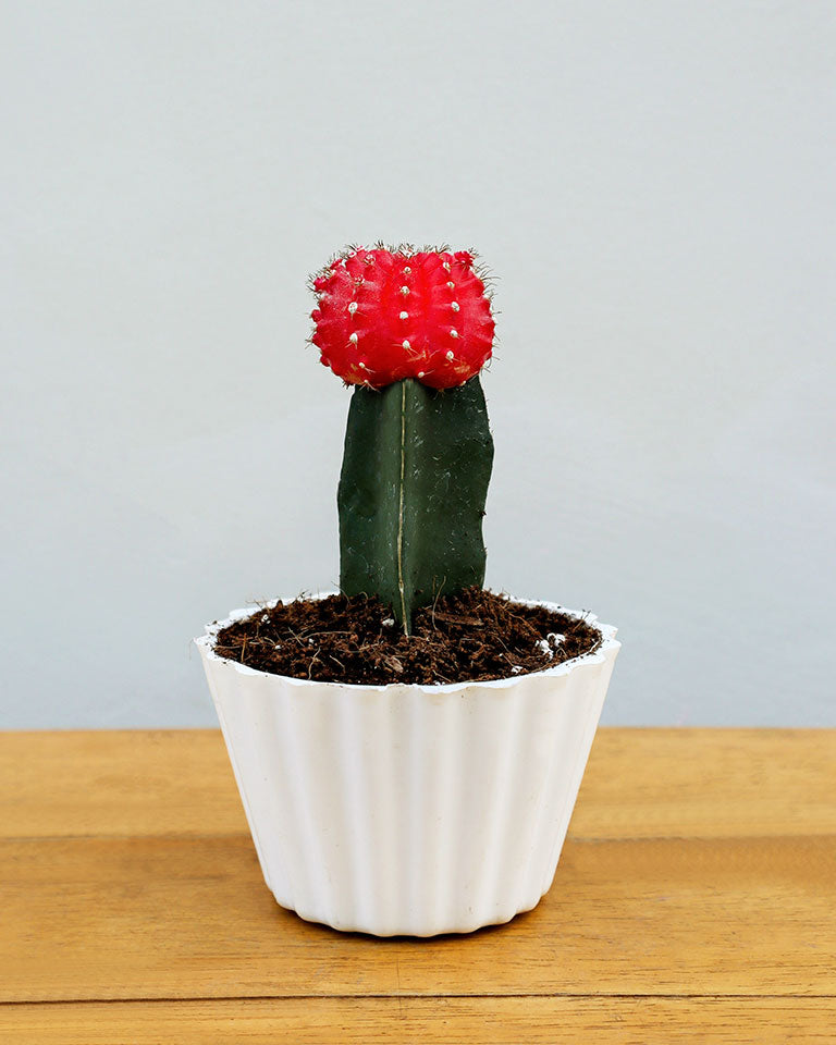 Moon Cactus