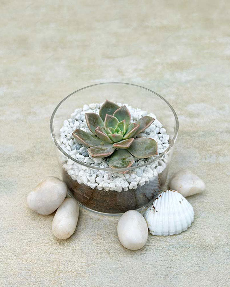 Buy Succulent Online