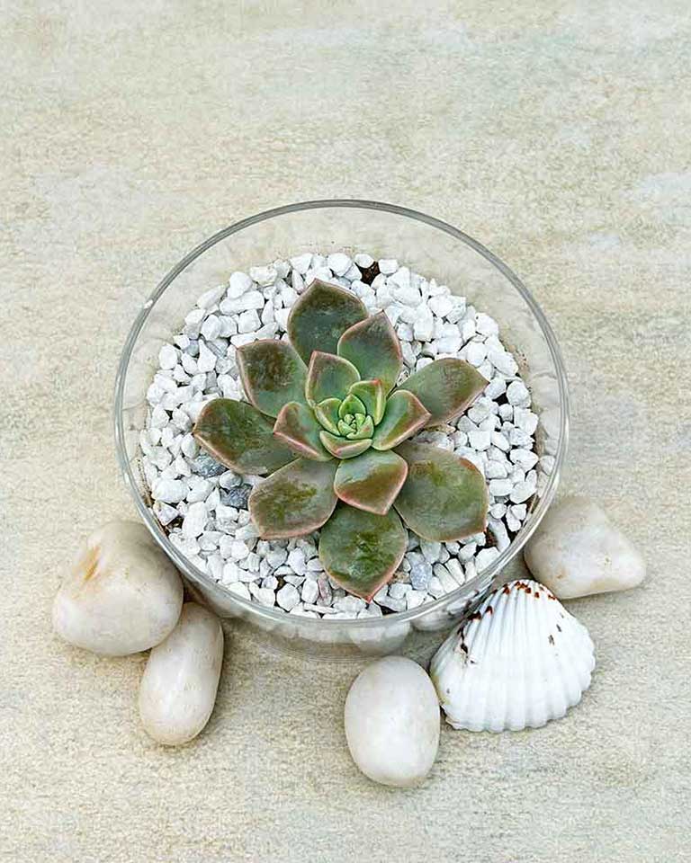 Buy Plants Online