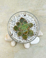 Elegant Succulent Arrangement in Acrylic Pot