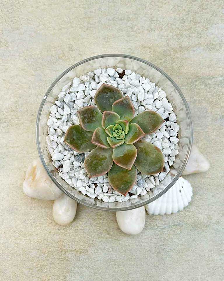 Elegant Succulent Arrangement in Acrylic Pot