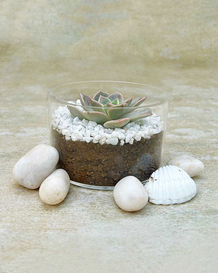 Elegant Succulent Arrangement in Acrylic Pot