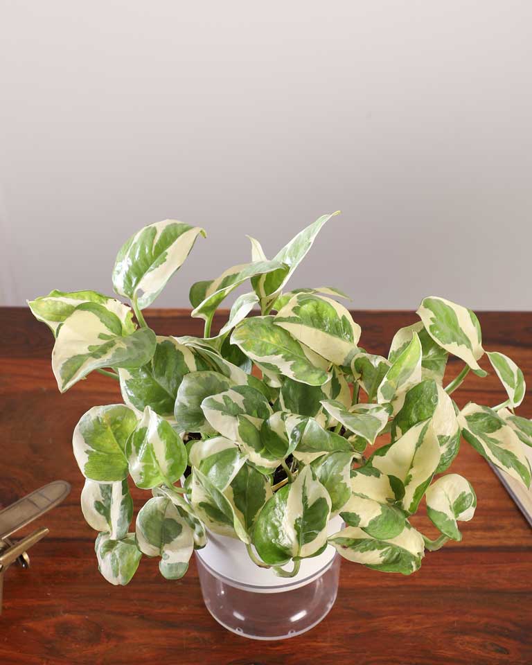 money plant colors N'joy Money Plant In self Watering Pot