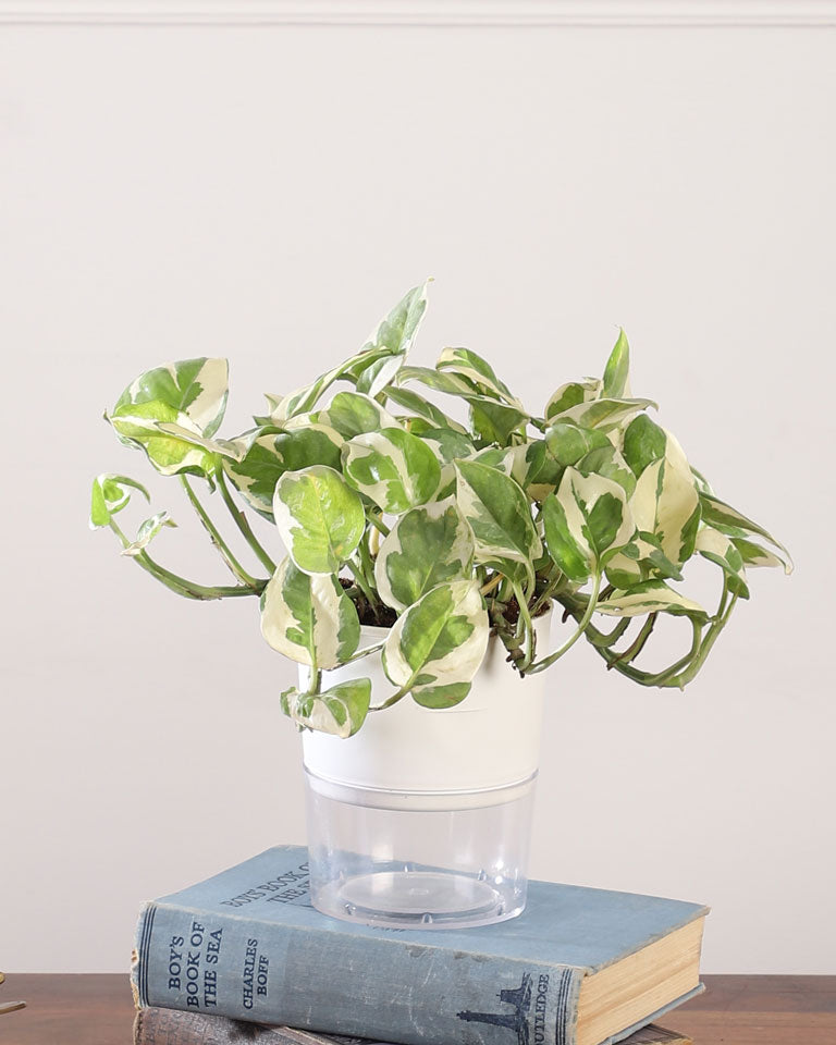 pothos n joy watering N'joy Money Plant In self Watering Pot