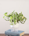  Money Plant online