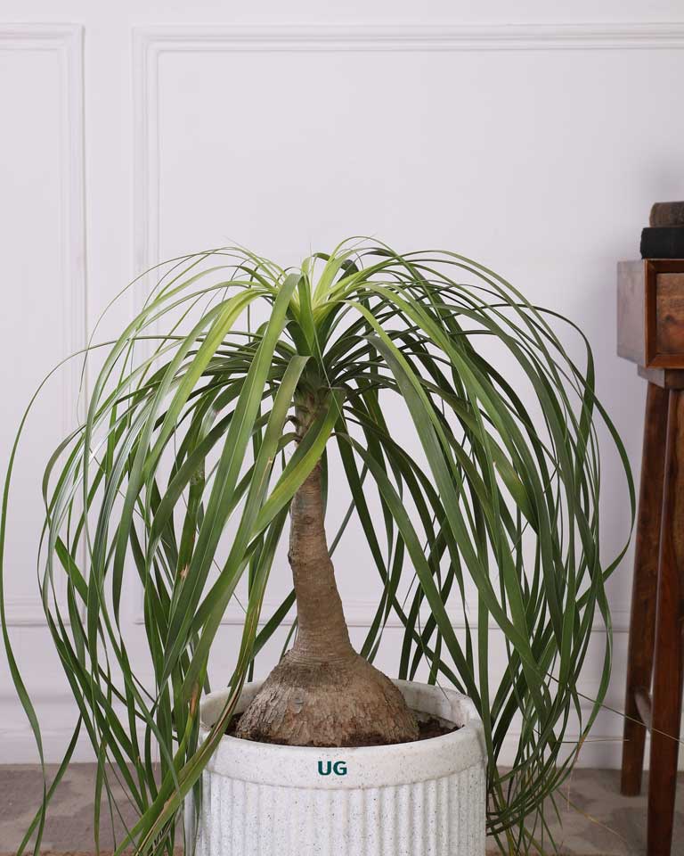 Online Tokyo planter in Bangalore