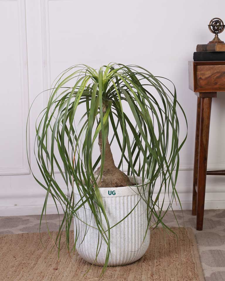 Buy Tokyo planter Online in Banglaore