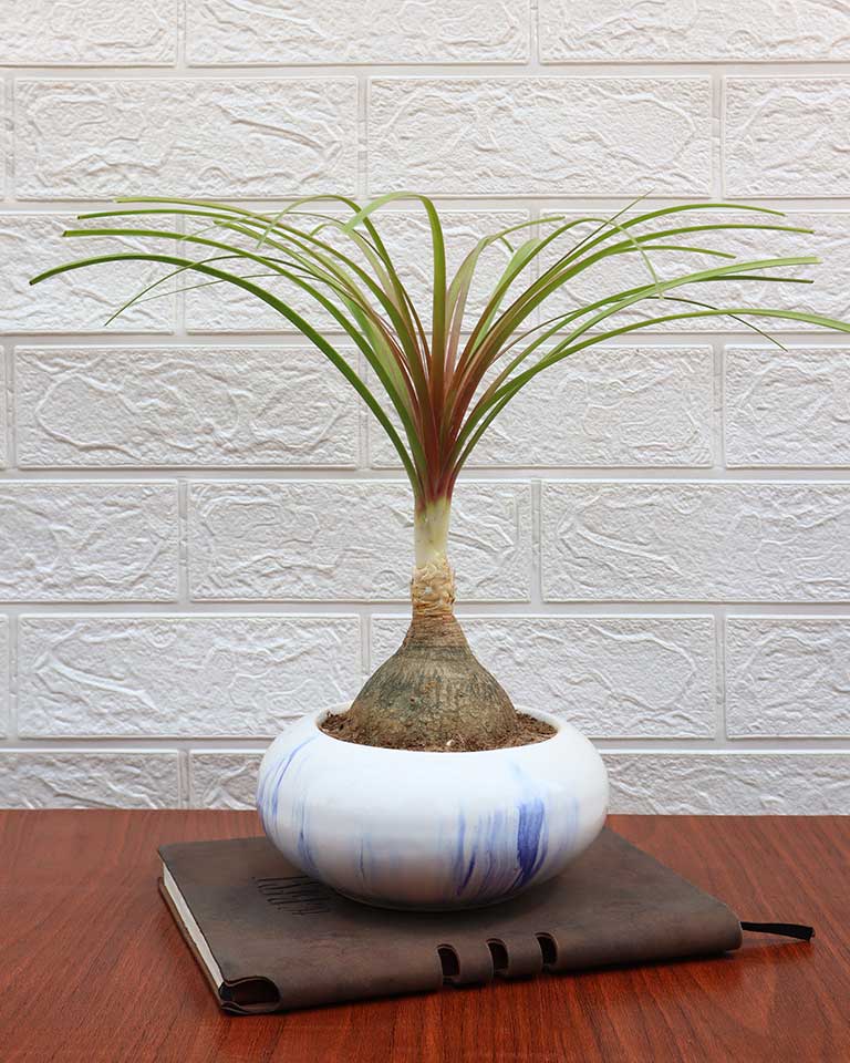 Nolina Bonsai Plant in Ceramic Marble Pot (Beaucarnea recurvata – Ponytail Palm)