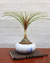 Nolina Bonsai Plant in Ceramic Marble Pot (Beaucarnea recurvata – Ponytail Palm)