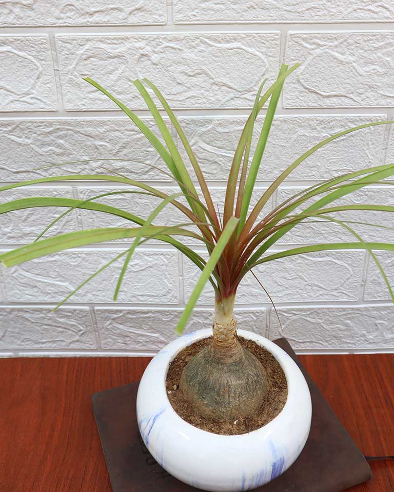 Nolina Bonsai Plant in Ceramic Marble Pot (Beaucarnea recurvata – Ponytail Palm)