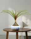 Nolina Bonsai Plant in Ceramic Marble Pot (Beaucarnea recurvata – Ponytail Palm)