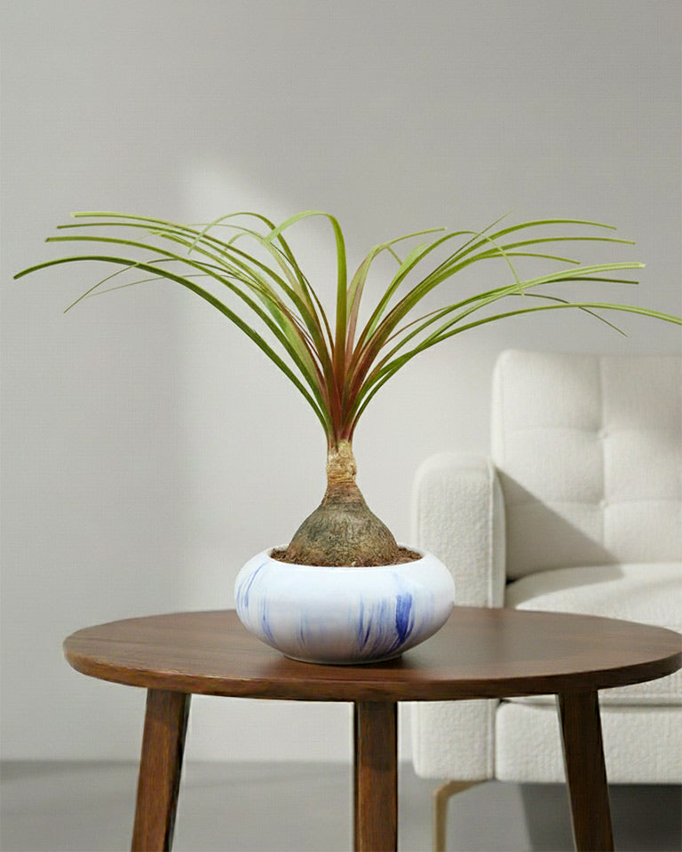 Nolina Bonsai Plant in Ceramic Marble Pot (Beaucarnea recurvata – Ponytail Palm)