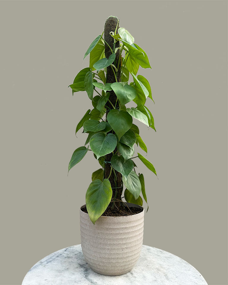 Oxycardium Green Front