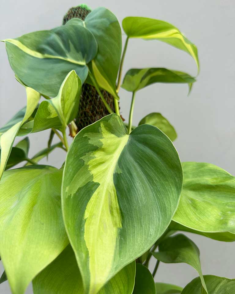 Philodendron Brasil with Moss Stick