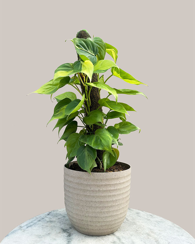 Philodendron Brasil with Moss Stick