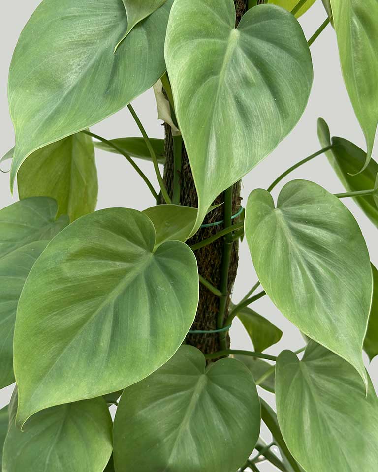 Oxycardium Green Close