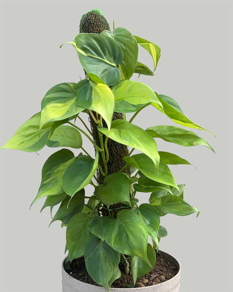 Philodendron Brasil with Moss Stick