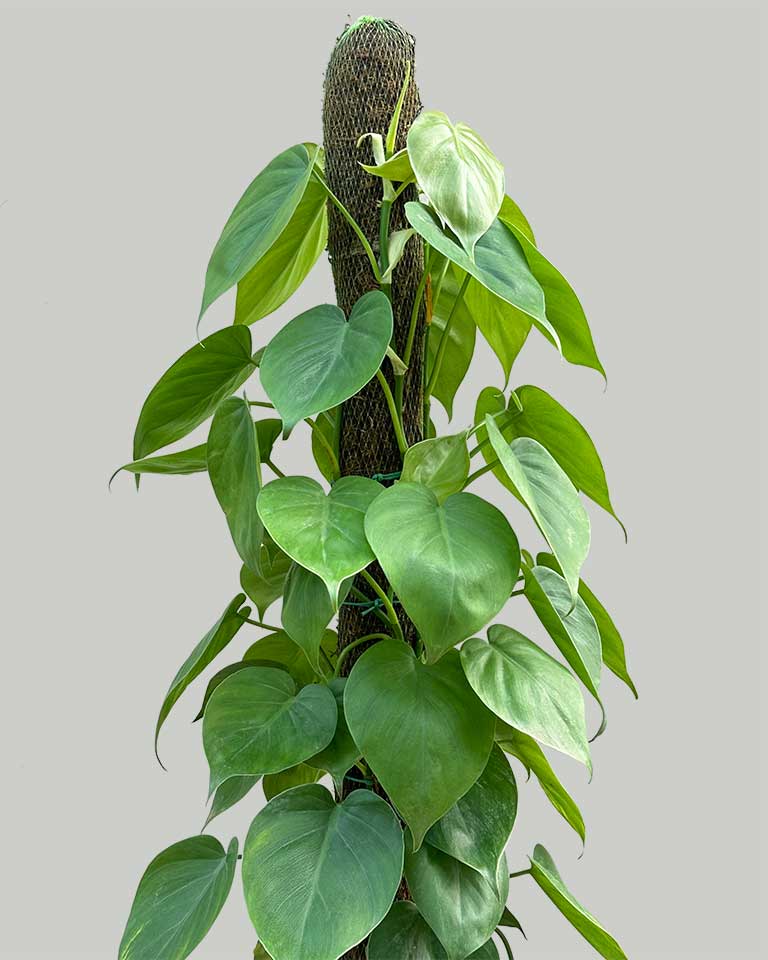 philodendron oxycardium green Buy Oxycardium Plant with Moss Stick Online