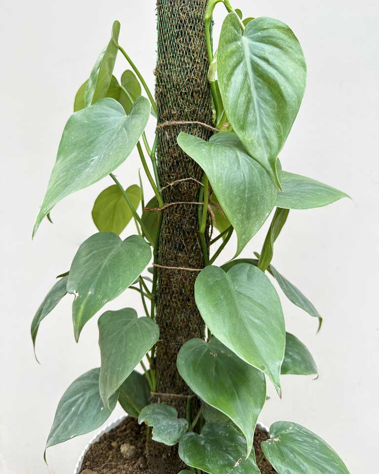 Oxycardium Plant with Moss Stick