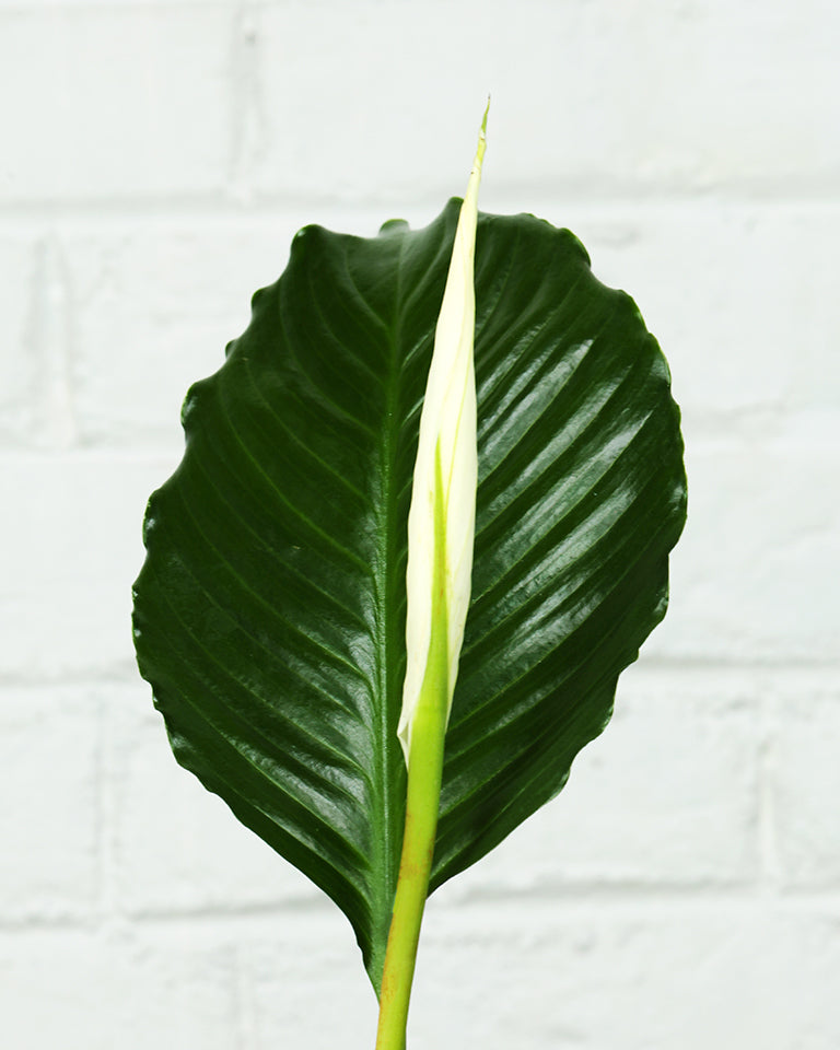 Peace Lily Plant (Spathiphyllum)