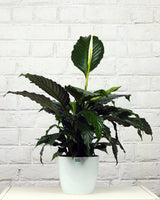 Peace Lily Plant (Spathiphyllum)