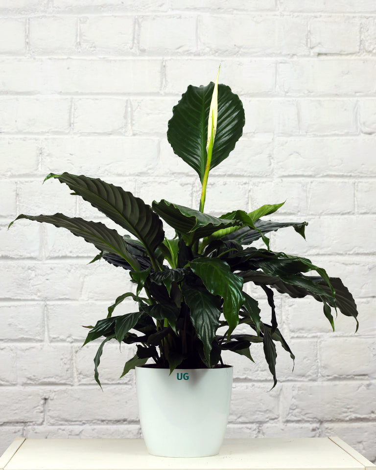 Peace Lily Plant (Spathiphyllum)